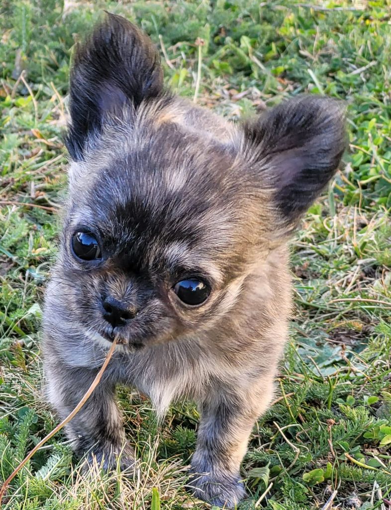 chiot Chihuahua Du Domaine Des Grands Causses