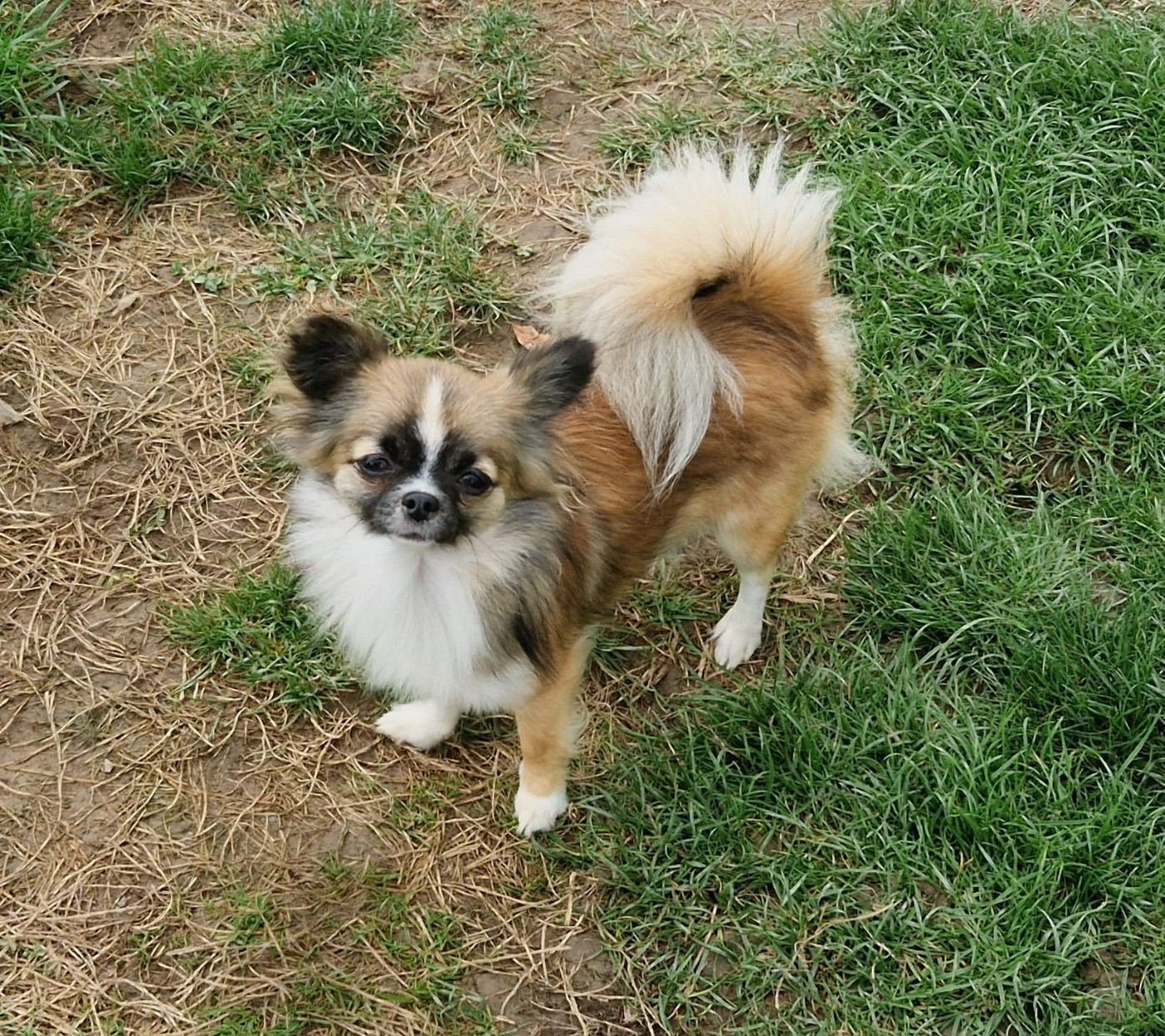 Vicky My Dream Du Domaine Des Grands Causses