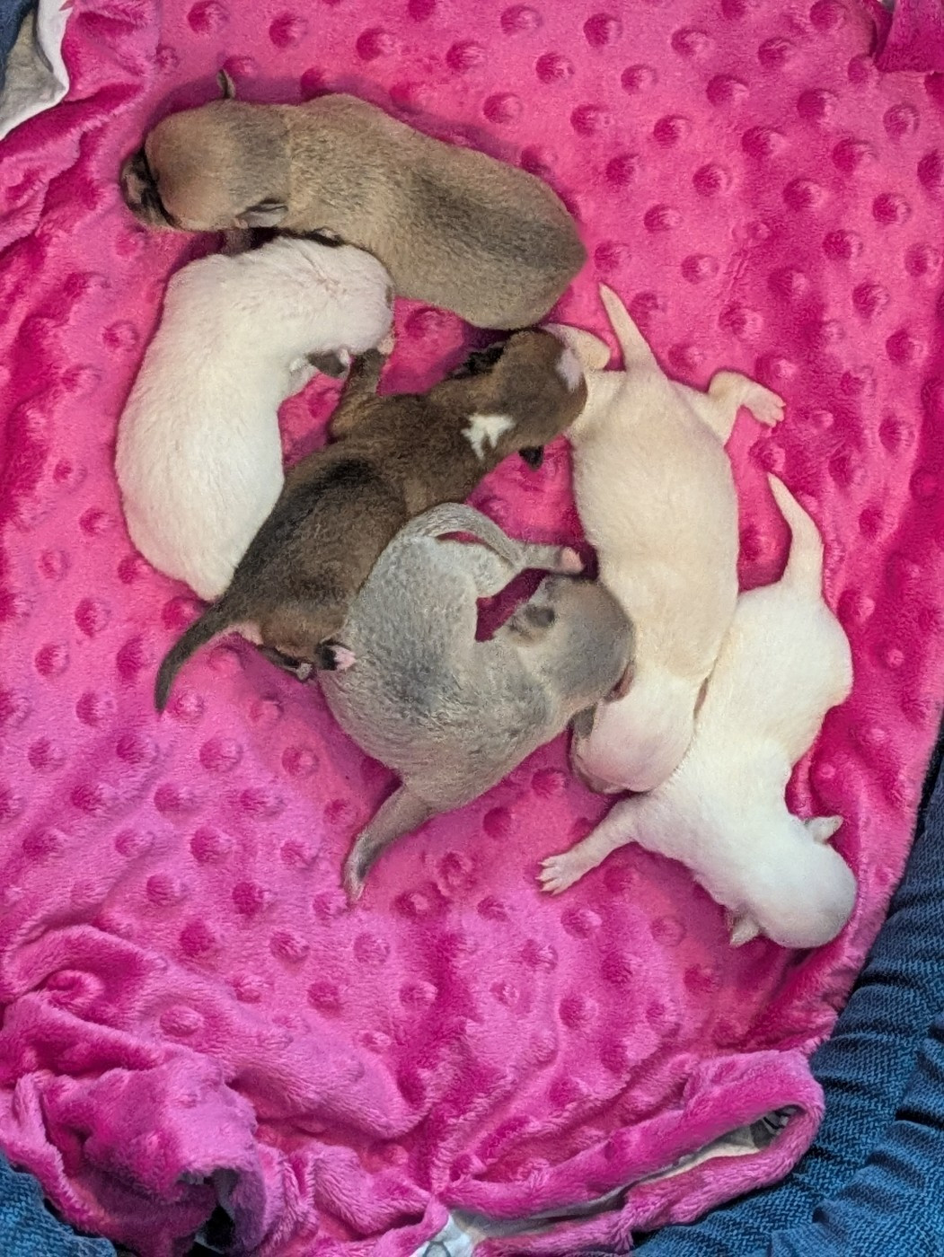 les bébés de Tennessee