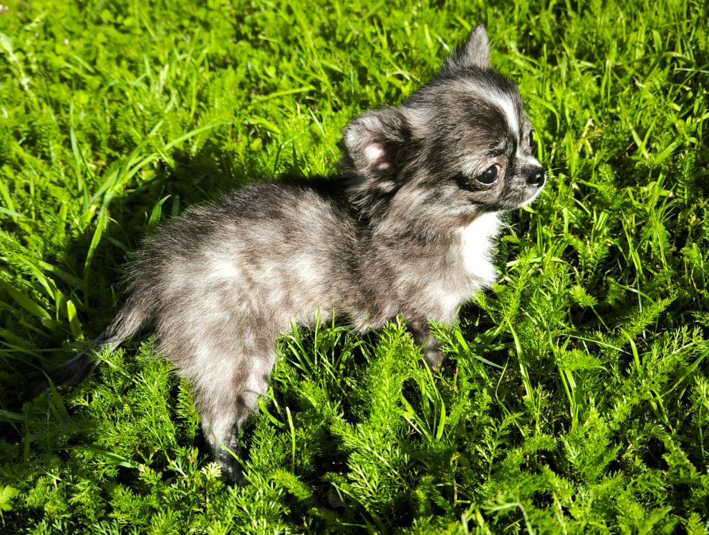 Du Domaine Des Grands Causses - Chiots disponibles - Chihuahua