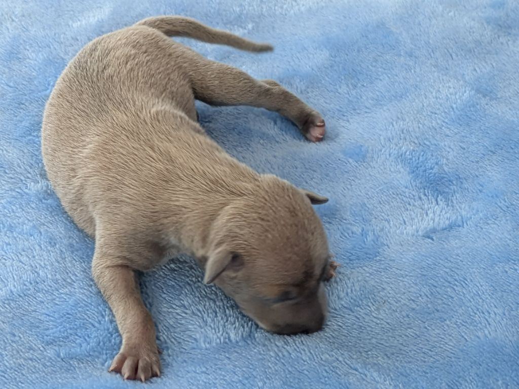 Du Domaine Des Grands Causses - Chiots disponibles - Petit Levrier Italien