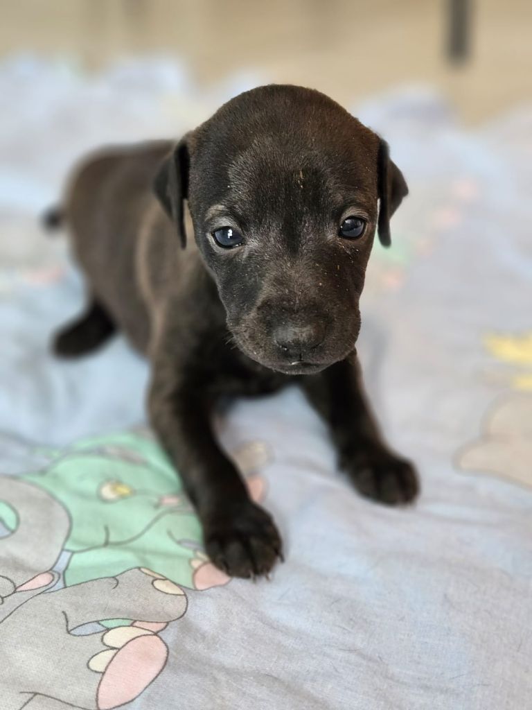 Du Domaine Des Grands Causses - Chiots disponibles - Petit Levrier Italien