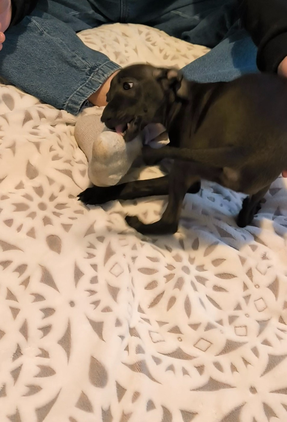 Du Domaine Des Grands Causses - Chiots disponibles - Petit Levrier Italien