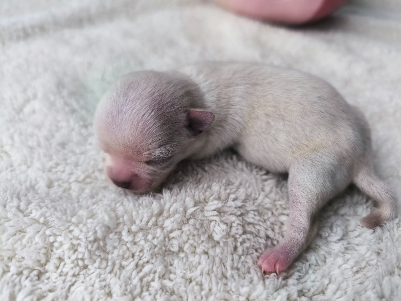 Du Domaine Des Grands Causses - Chiots disponibles - Chihuahua