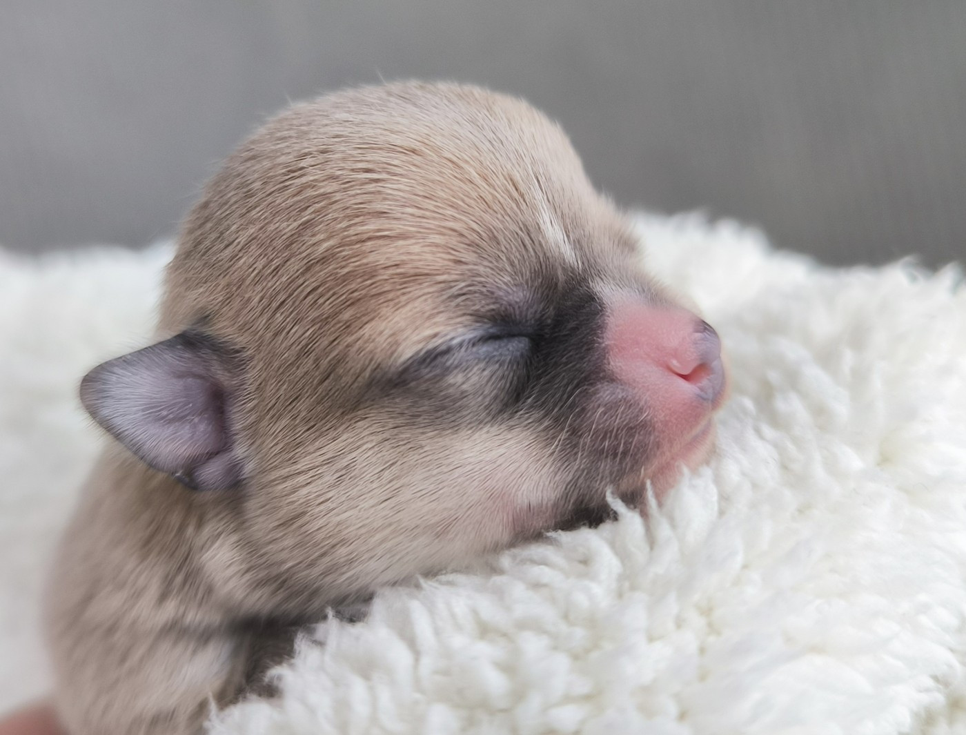 Du Domaine Des Grands Causses - Chiots disponibles - Chihuahua