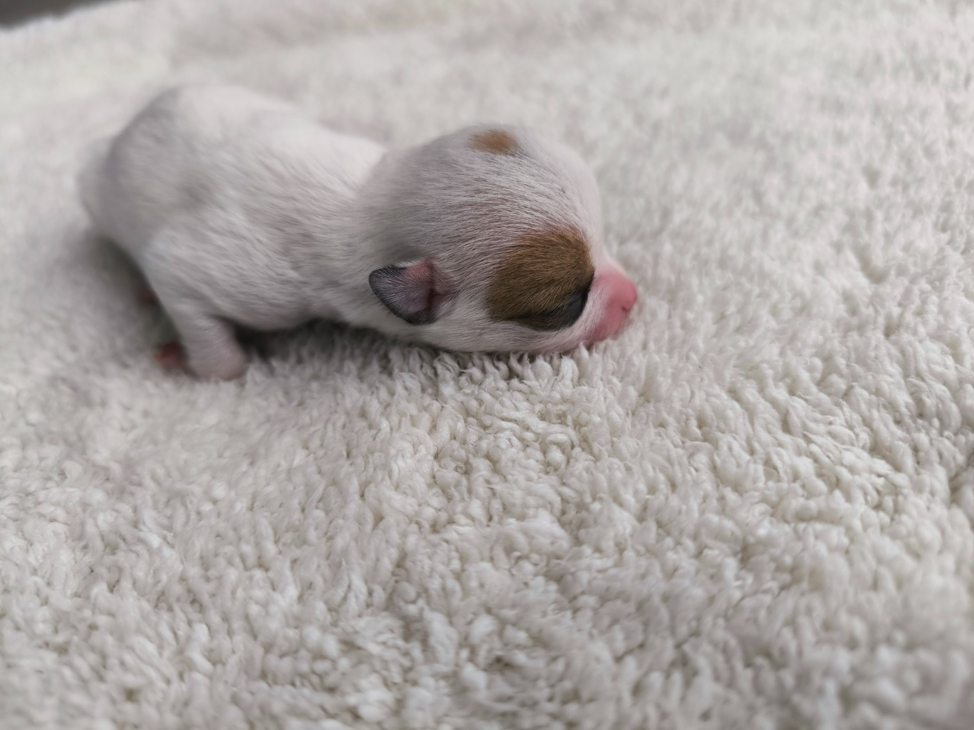 Du Domaine Des Grands Causses - Chiots disponibles - Chihuahua