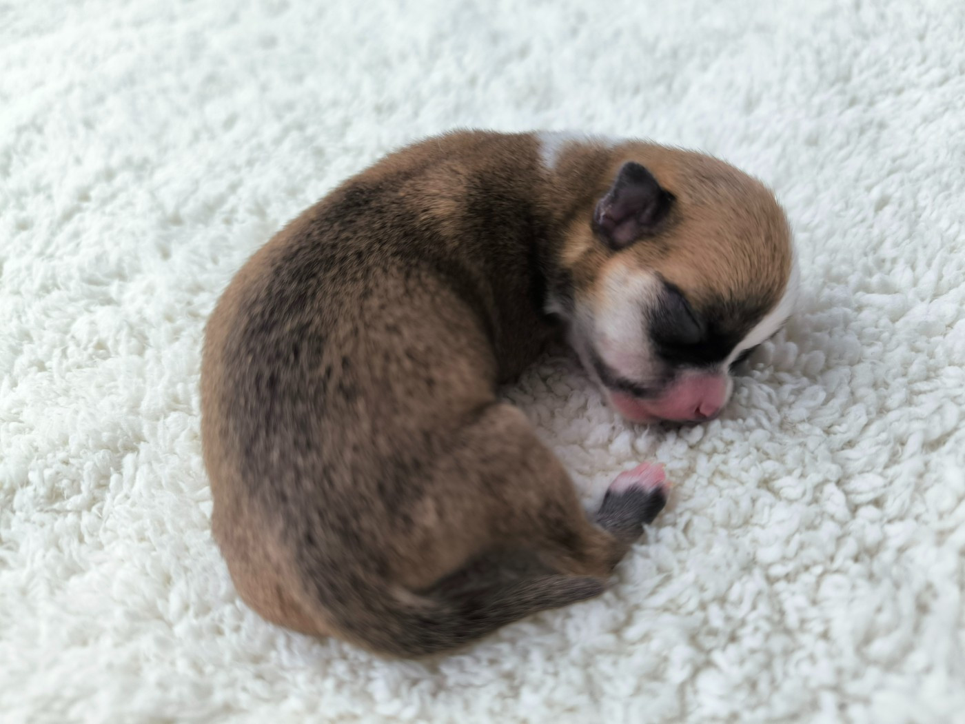 Du Domaine Des Grands Causses - Chiots disponibles - Chihuahua