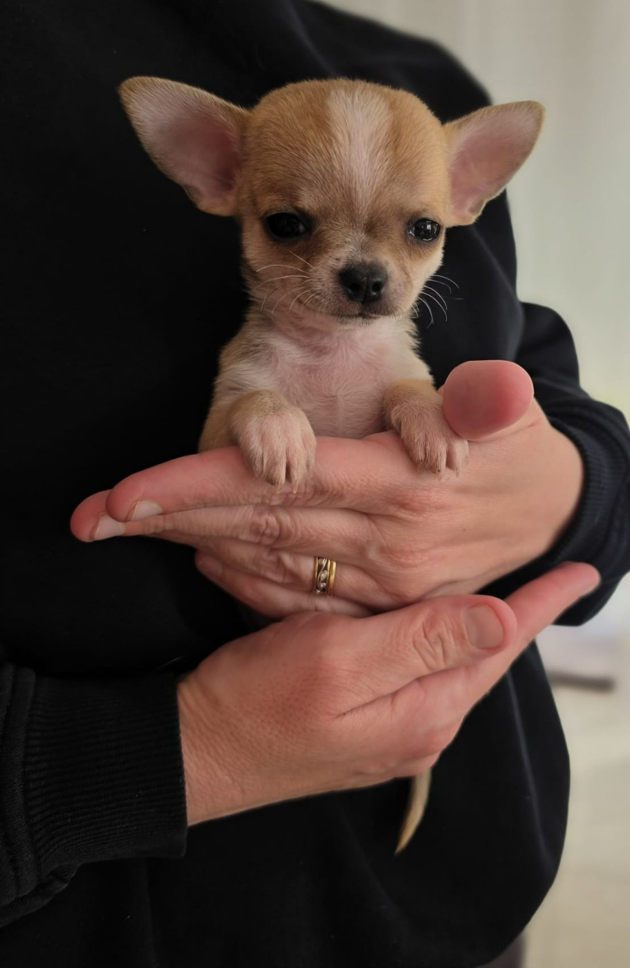 Du Domaine Des Grands Causses - Chiots disponibles - Chihuahua