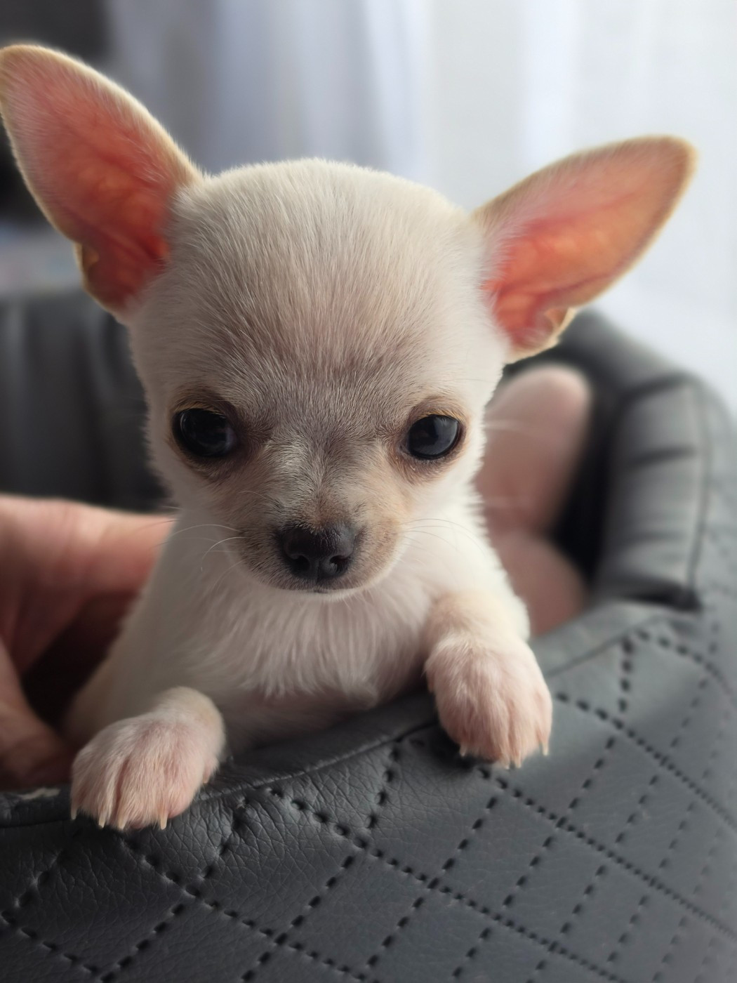 Du Domaine Des Grands Causses - Chiots disponibles - Chihuahua