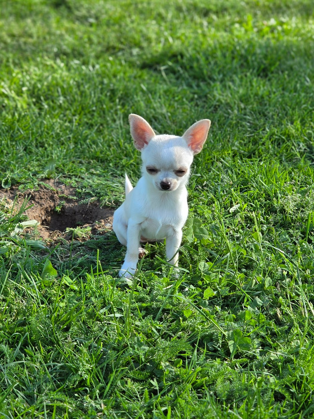 Du Domaine Des Grands Causses - Chiots disponibles - Chihuahua