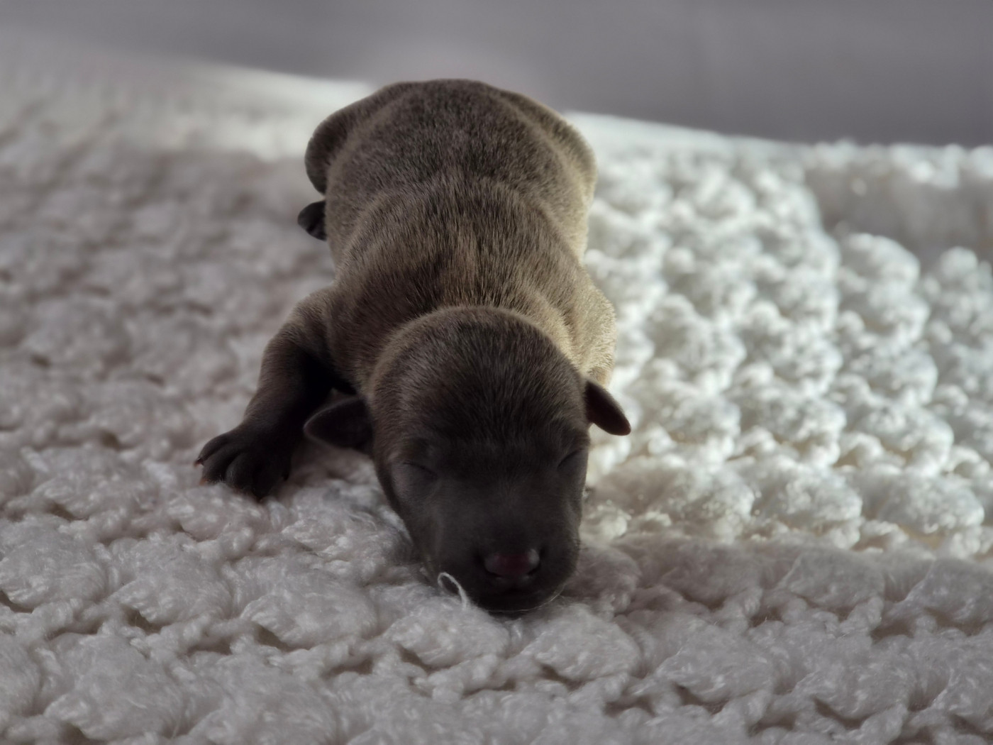 Du Domaine Des Grands Causses - Chiots disponibles - Petit Levrier Italien