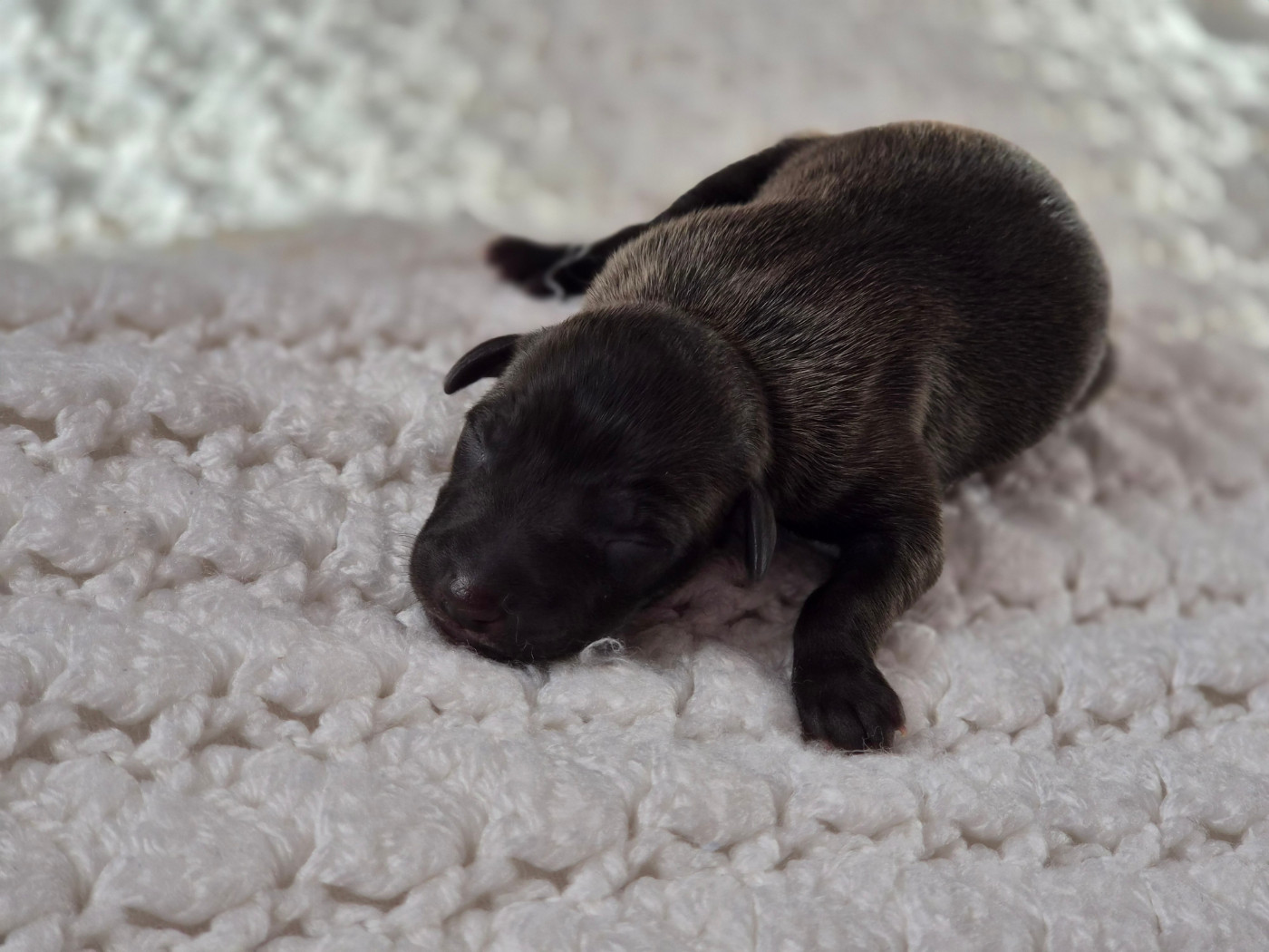 Du Domaine Des Grands Causses - Chiots disponibles - Petit Levrier Italien