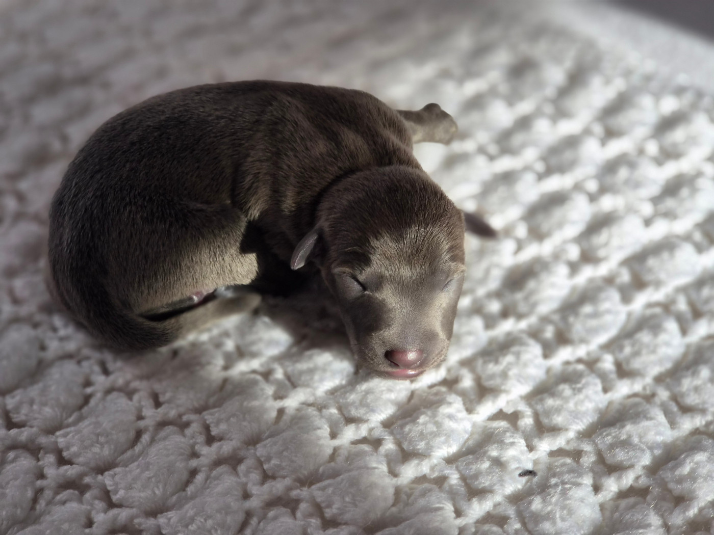 Du Domaine Des Grands Causses - Chiots disponibles - Petit Levrier Italien