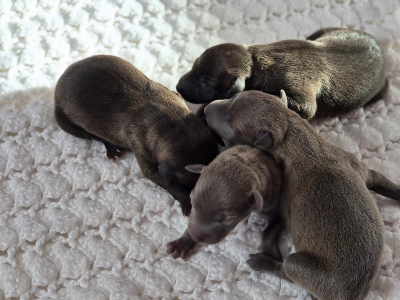 Chiot Petit Levrier Italien Du Domaine Des Grands Causses