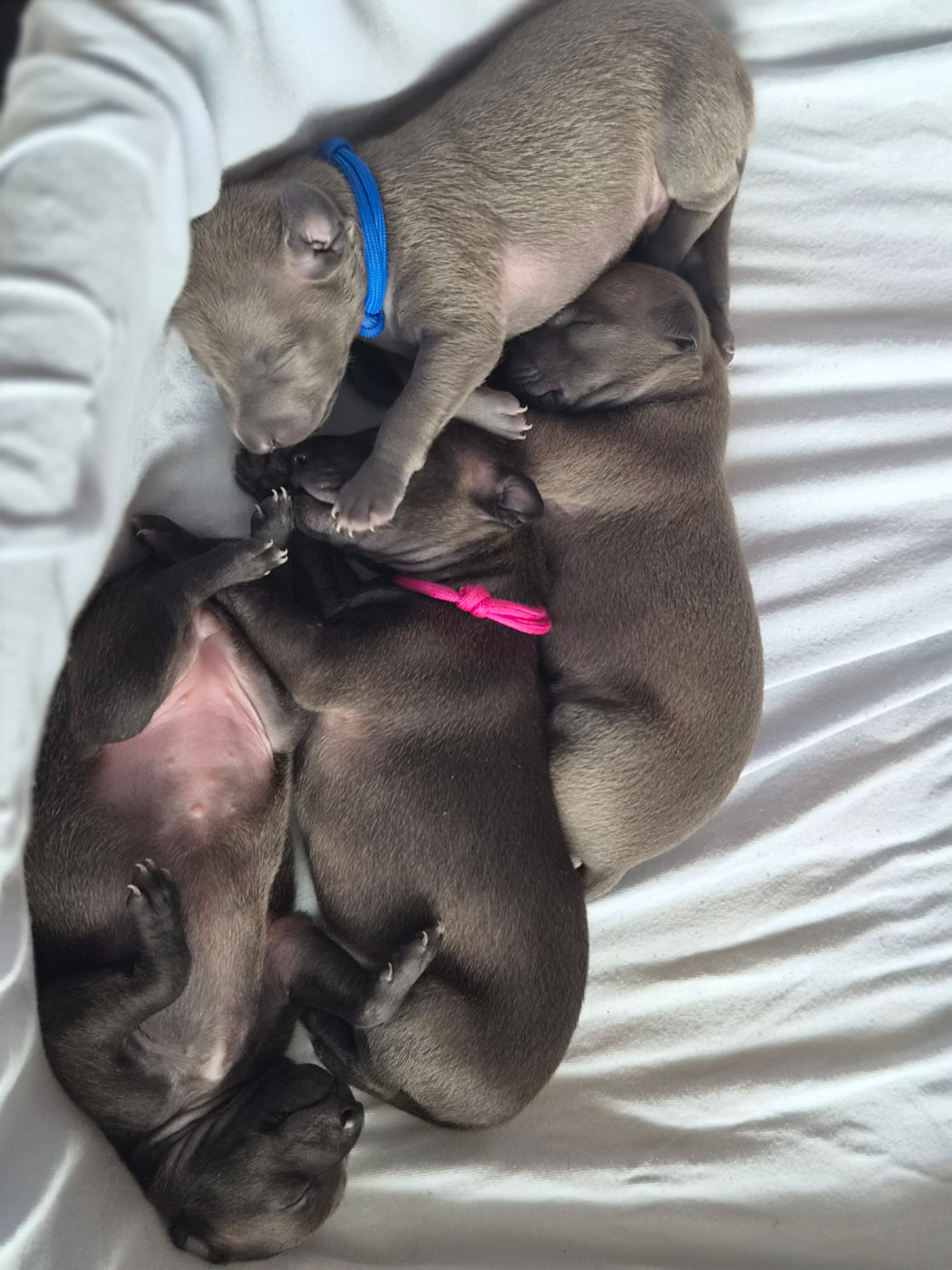 Chiot Petit Levrier Italien Du Domaine Des Grands Causses
