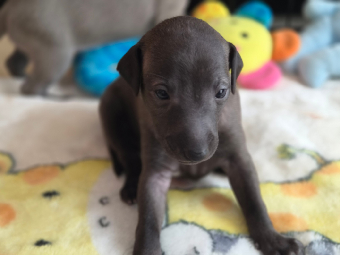 Du Domaine Des Grands Causses - Chiots disponibles - Petit Levrier Italien