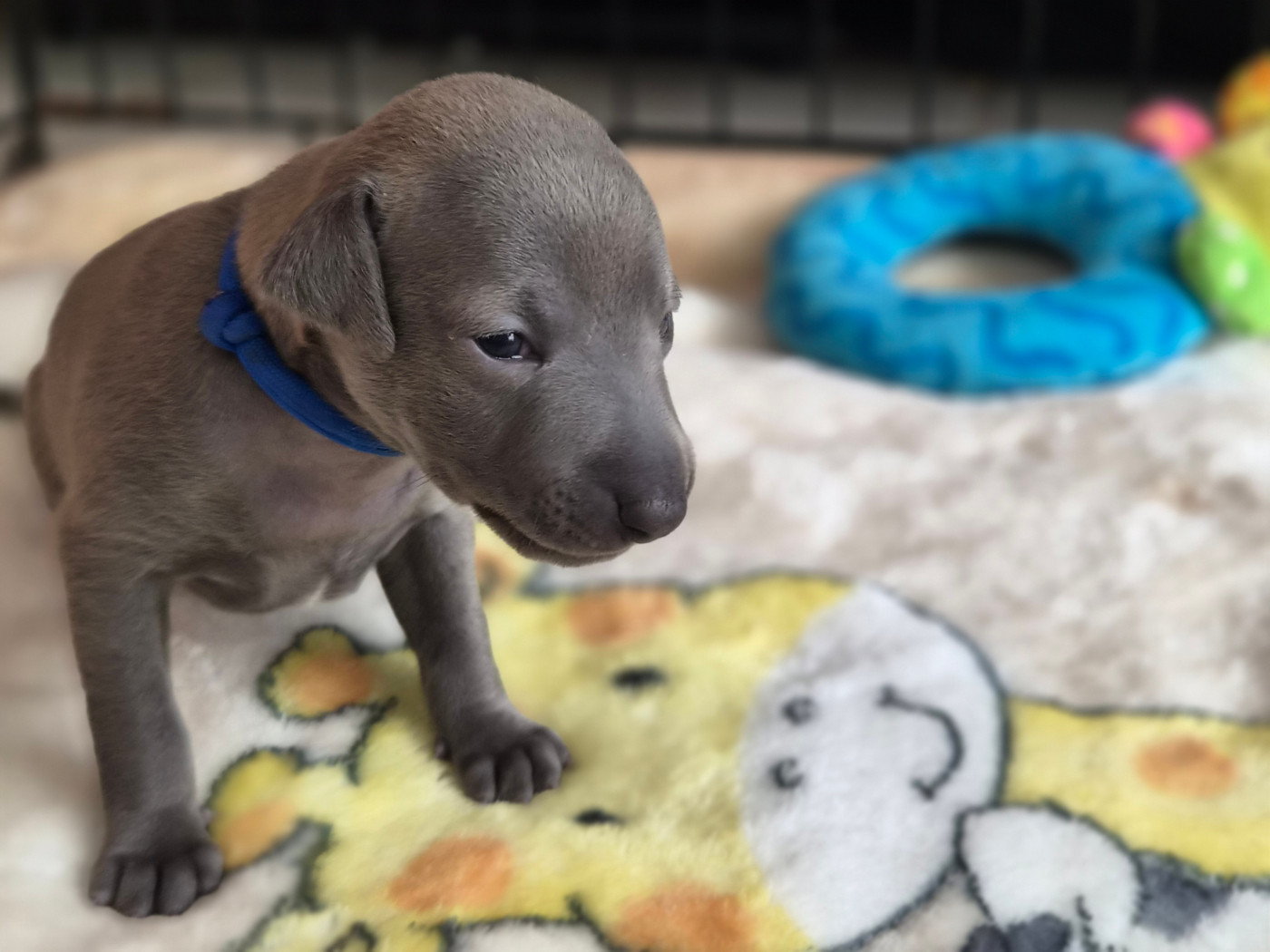 Du Domaine Des Grands Causses - Chiots disponibles - Petit Levrier Italien