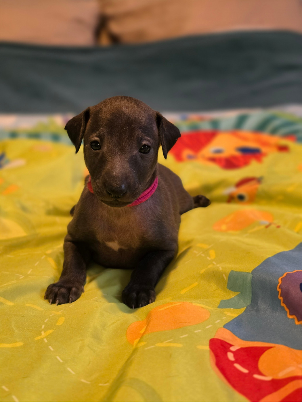 Du Domaine Des Grands Causses - Chiots disponibles - Petit Levrier Italien