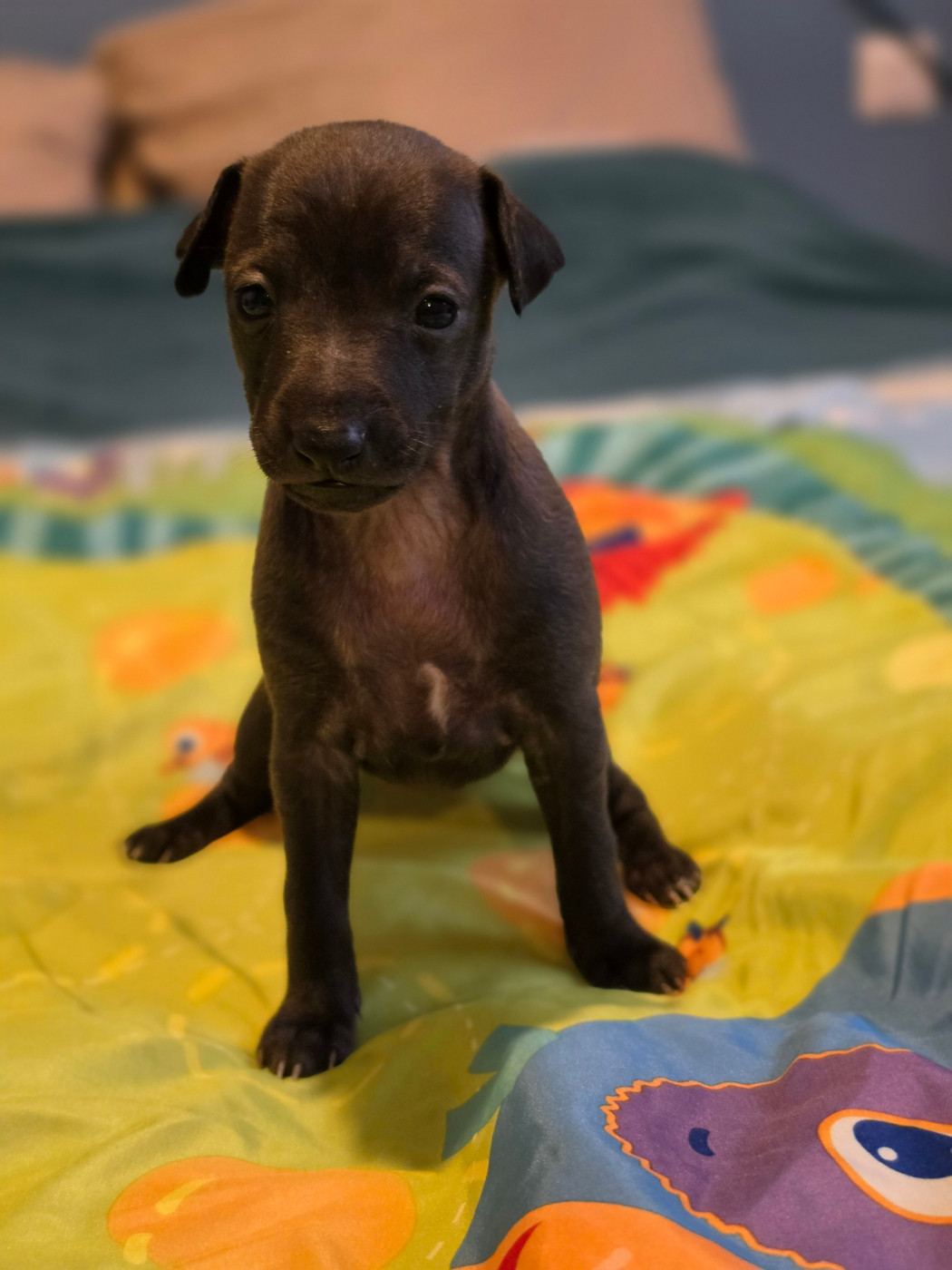 Du Domaine Des Grands Causses - Chiots disponibles - Petit Levrier Italien