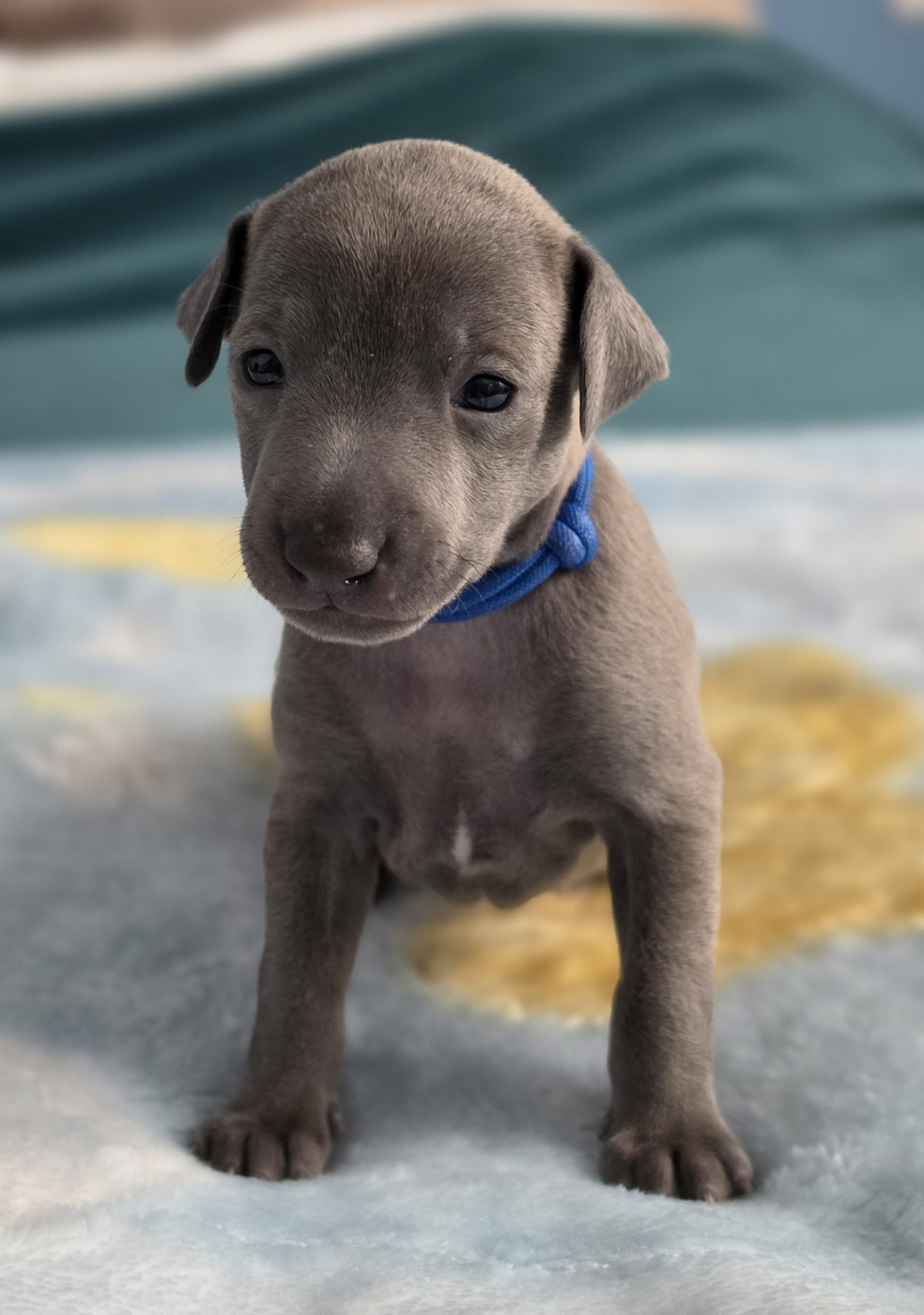 Du Domaine Des Grands Causses - Chiots disponibles - Petit Levrier Italien
