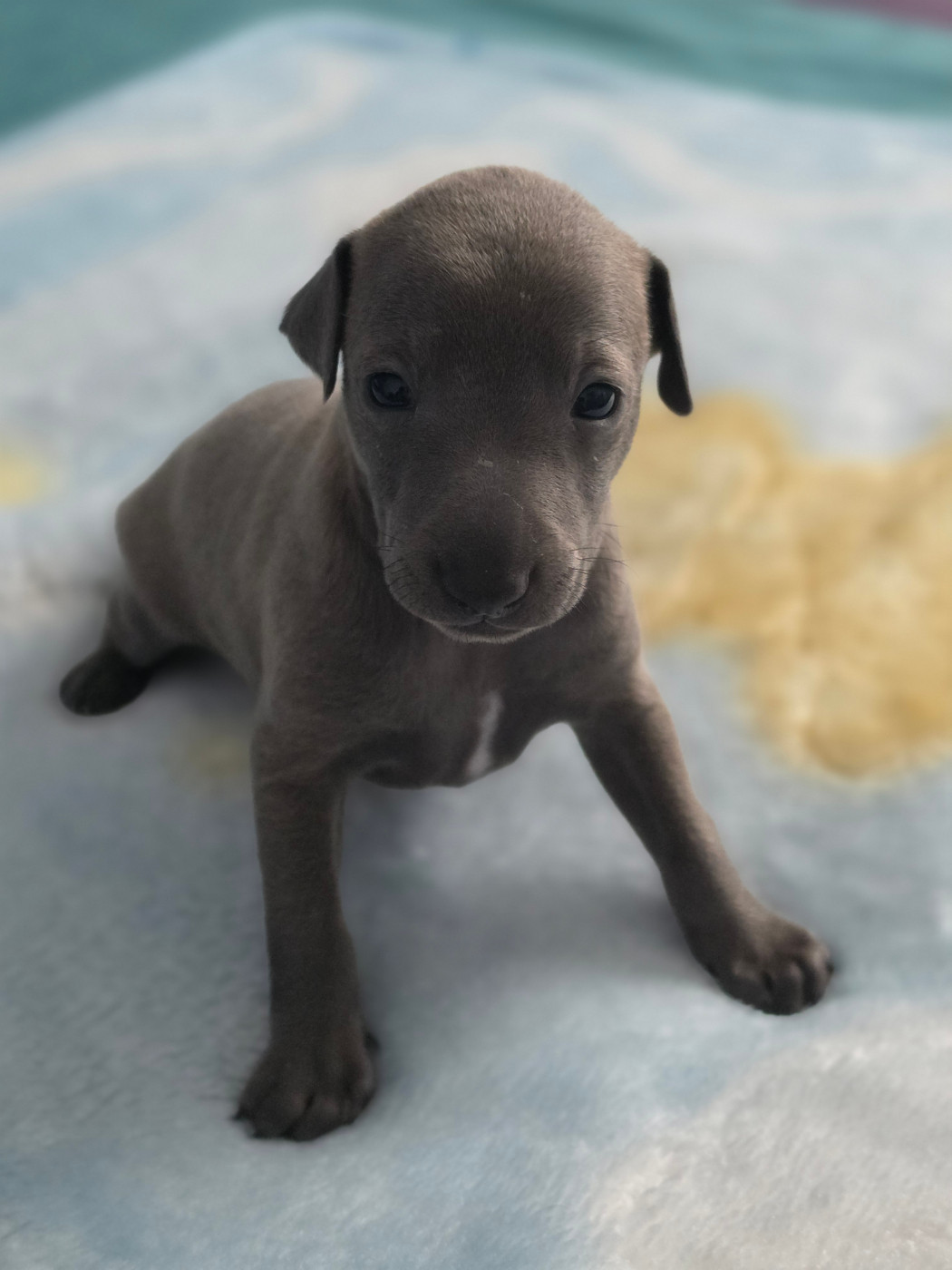 Du Domaine Des Grands Causses - Chiots disponibles - Petit Levrier Italien