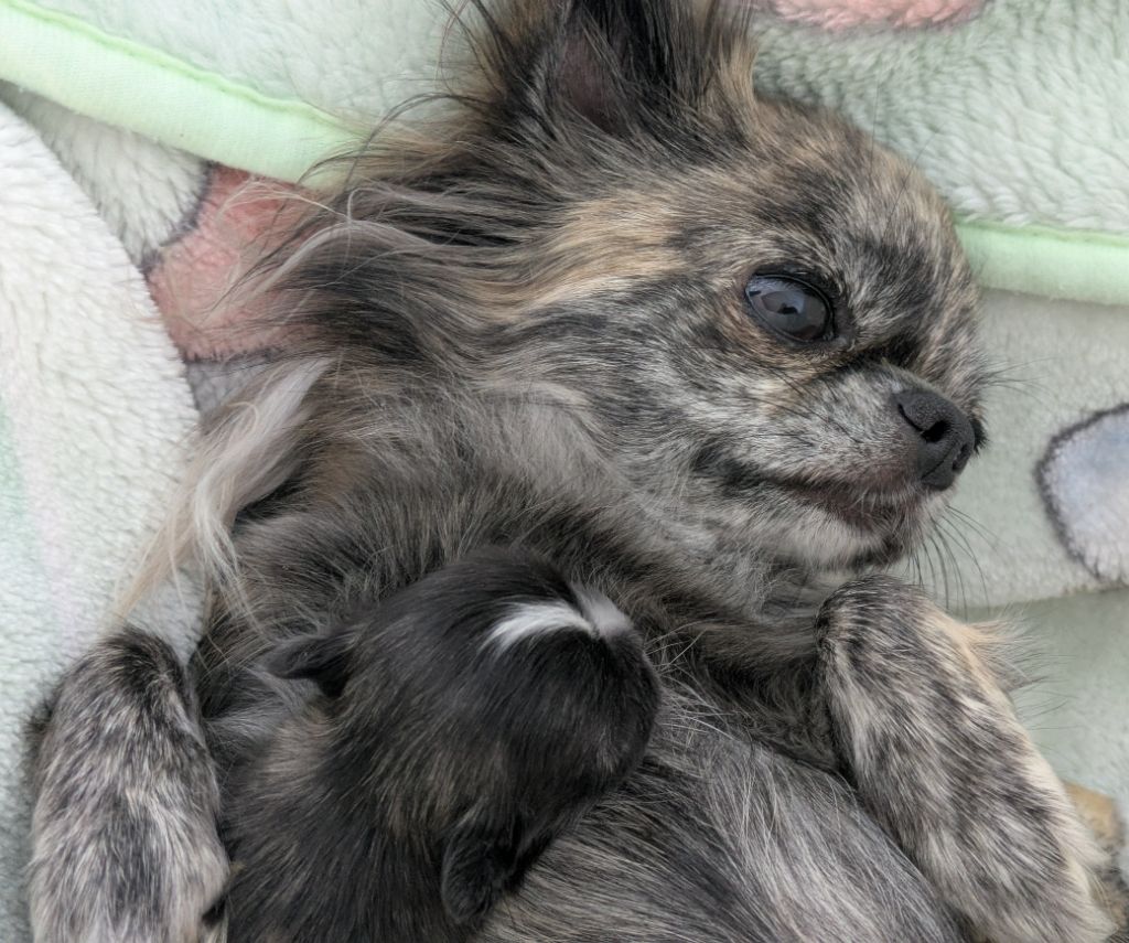 Chiot Chihuahua Du Domaine Des Grands Causses
