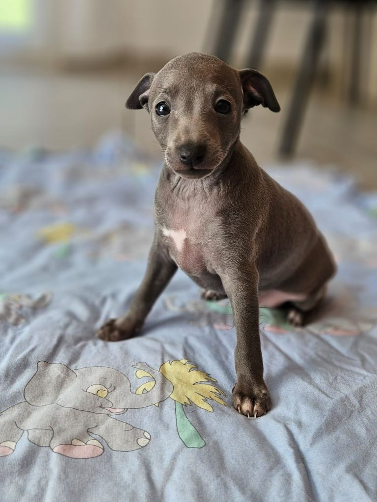 Du Domaine Des Grands Causses - Chiots disponibles - Petit Levrier Italien