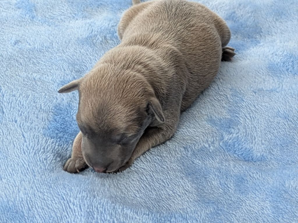 Du Domaine Des Grands Causses - Chiots disponibles - Petit Levrier Italien