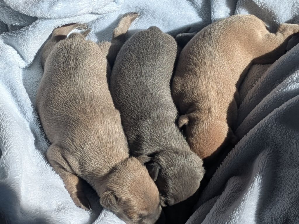 Du Domaine Des Grands Causses - Petit Levrier Italien - Portée née le 08/09/2025