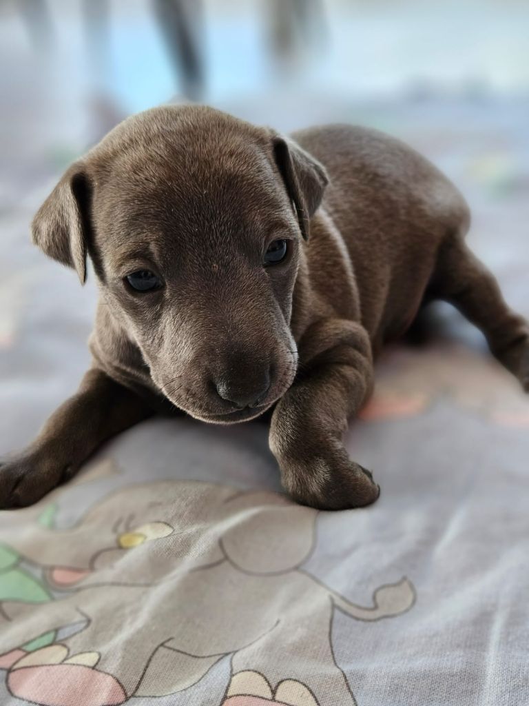 Du Domaine Des Grands Causses - Chiots disponibles - Petit Levrier Italien