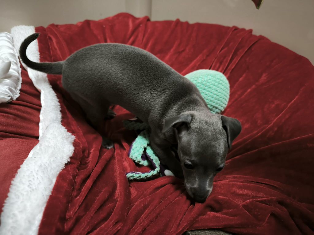 Du Domaine Des Grands Causses - Chiots disponibles - Petit Levrier Italien