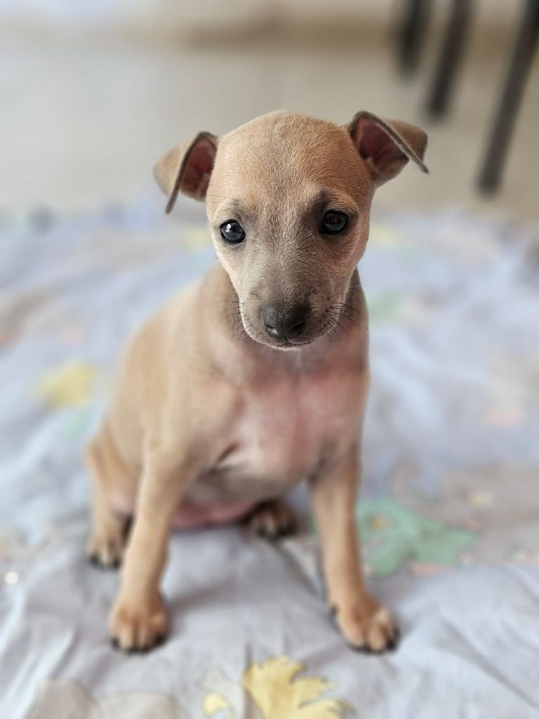 Du Domaine Des Grands Causses - Chiots disponibles - Petit Levrier Italien