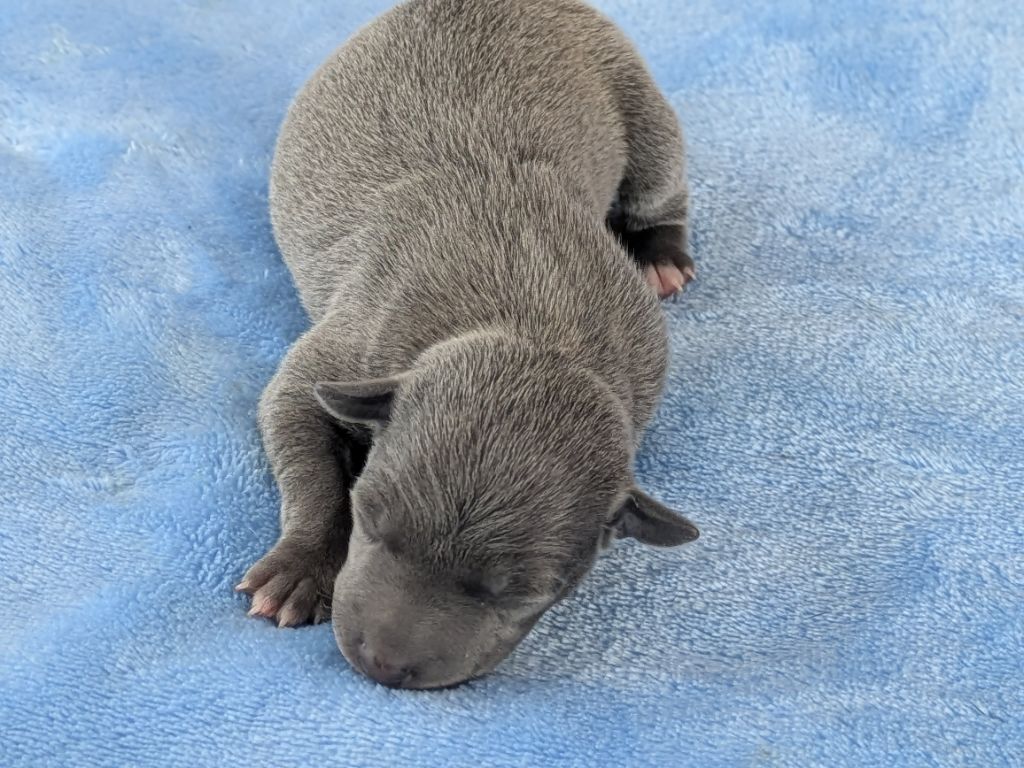 Du Domaine Des Grands Causses - Chiots disponibles - Petit Levrier Italien