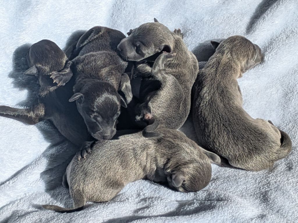 Chiot Petit Levrier Italien Du Domaine Des Grands Causses