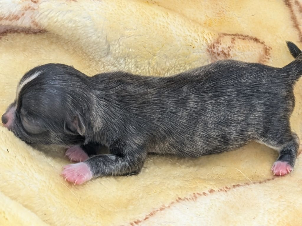 Chiot Chihuahua Du Domaine Des Grands Causses