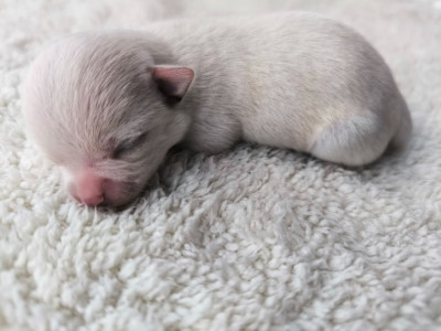 F3 - Femelle blanche