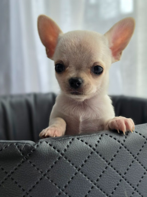 Baby Love