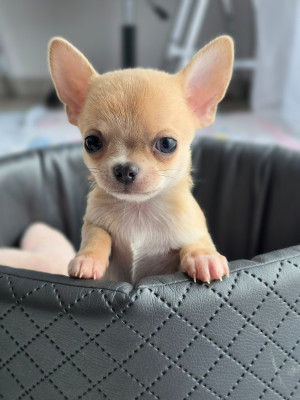 Baby Sweet