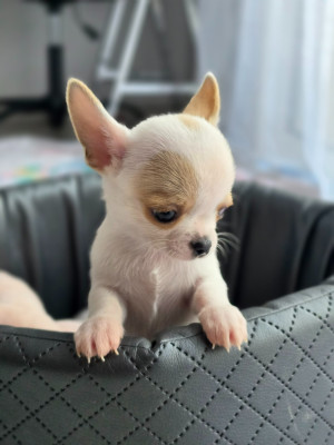 Baby Boy