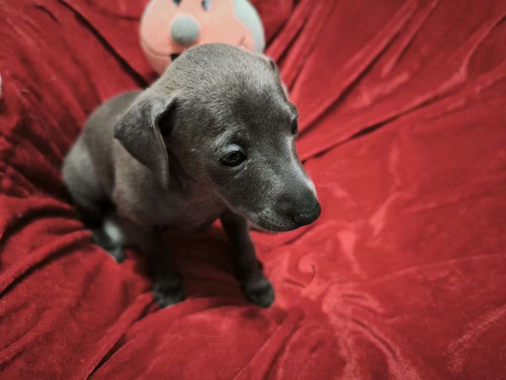 Du Domaine Des Grands Causses - Chiots disponibles - Petit Levrier Italien