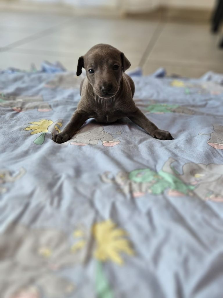 Du Domaine Des Grands Causses - Chiots disponibles - Petit Levrier Italien