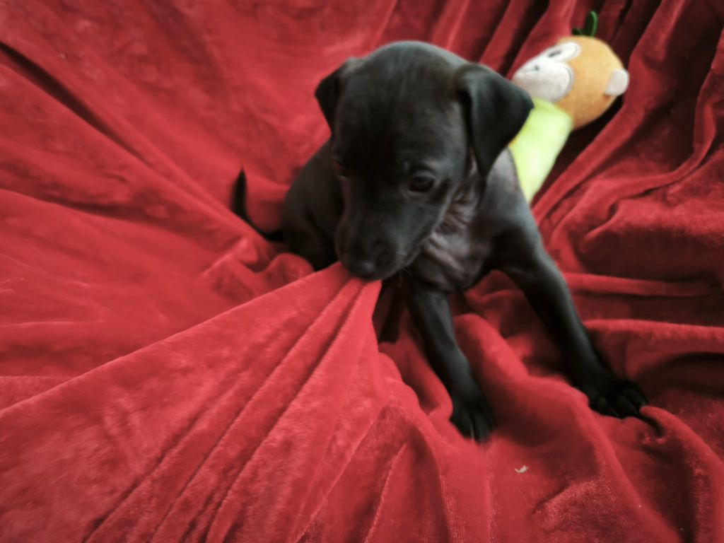 Du Domaine Des Grands Causses - Chiots disponibles - Petit Levrier Italien