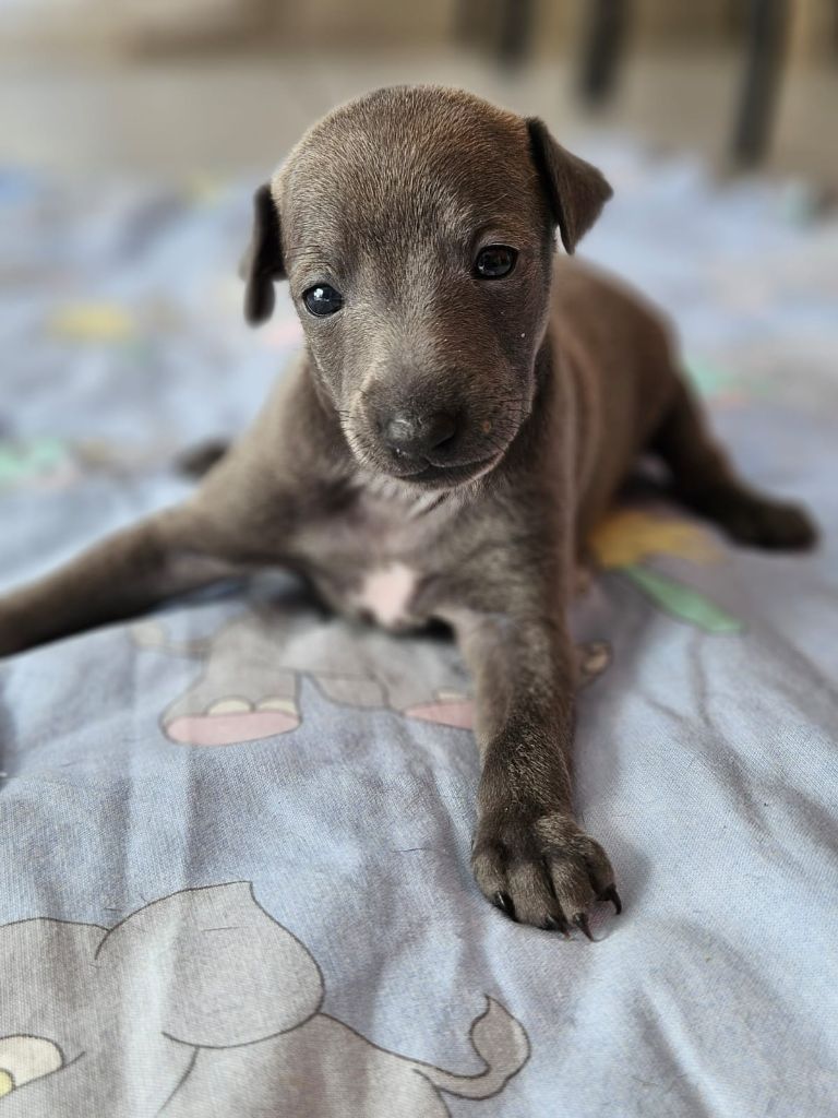 Du Domaine Des Grands Causses - Chiots disponibles - Petit Levrier Italien