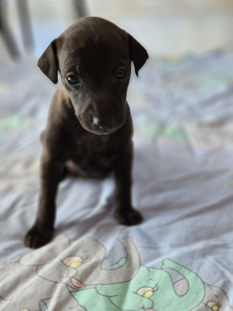 Du Domaine Des Grands Causses - Chiots disponibles - Petit Levrier Italien